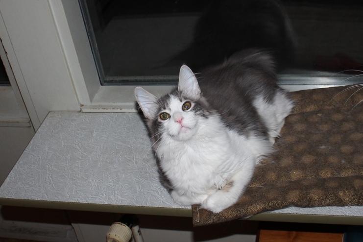 Kurilean Bobtail Yogi - Illaria Blue Bear Grand Pompon RU  billede 5