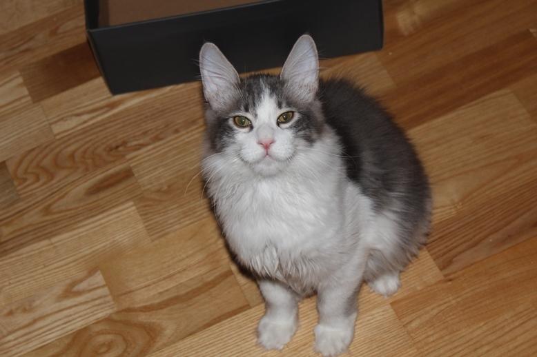 Kurilean Bobtail Yogi - Illaria Blue Bear Grand Pompon RU  billede 6