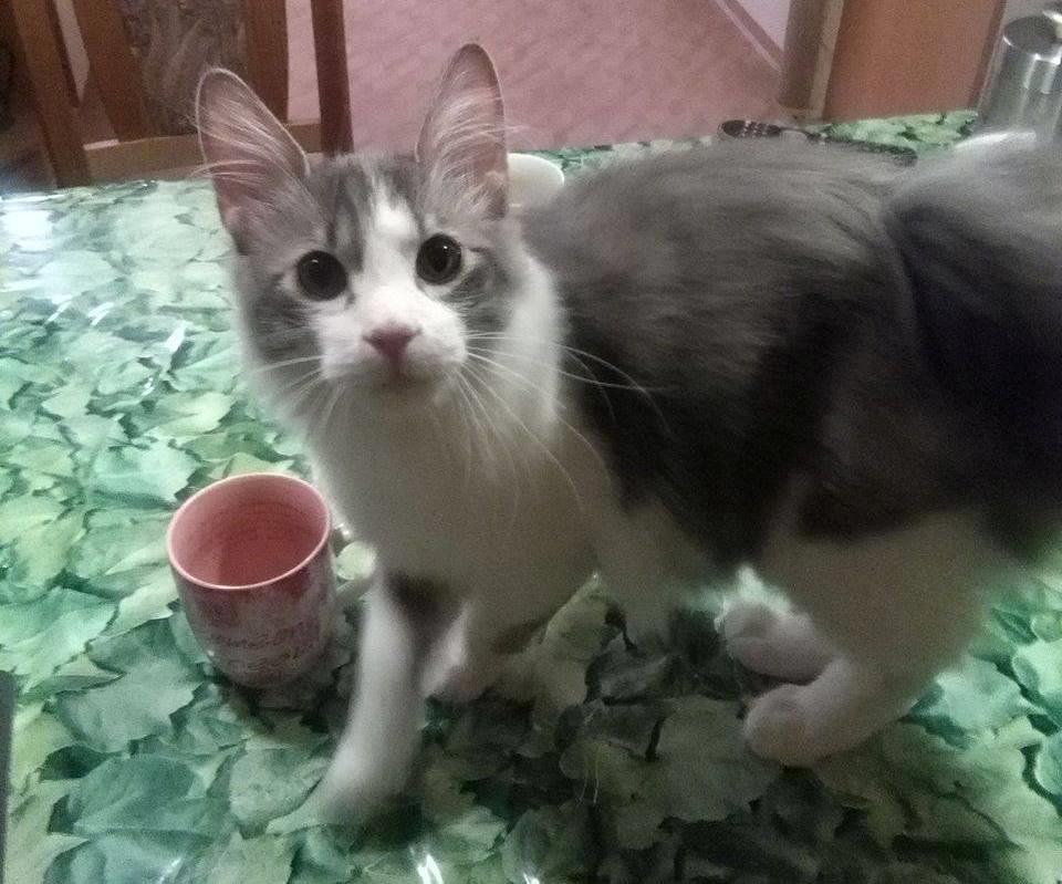 Kurilean Bobtail Yogi - Illaria Blue Bear Grand Pompon RU  billede 8