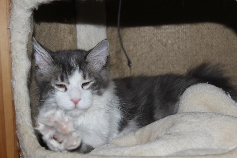 Kurilean Bobtail Yogi - Illaria Blue Bear Grand Pompon RU  billede 7