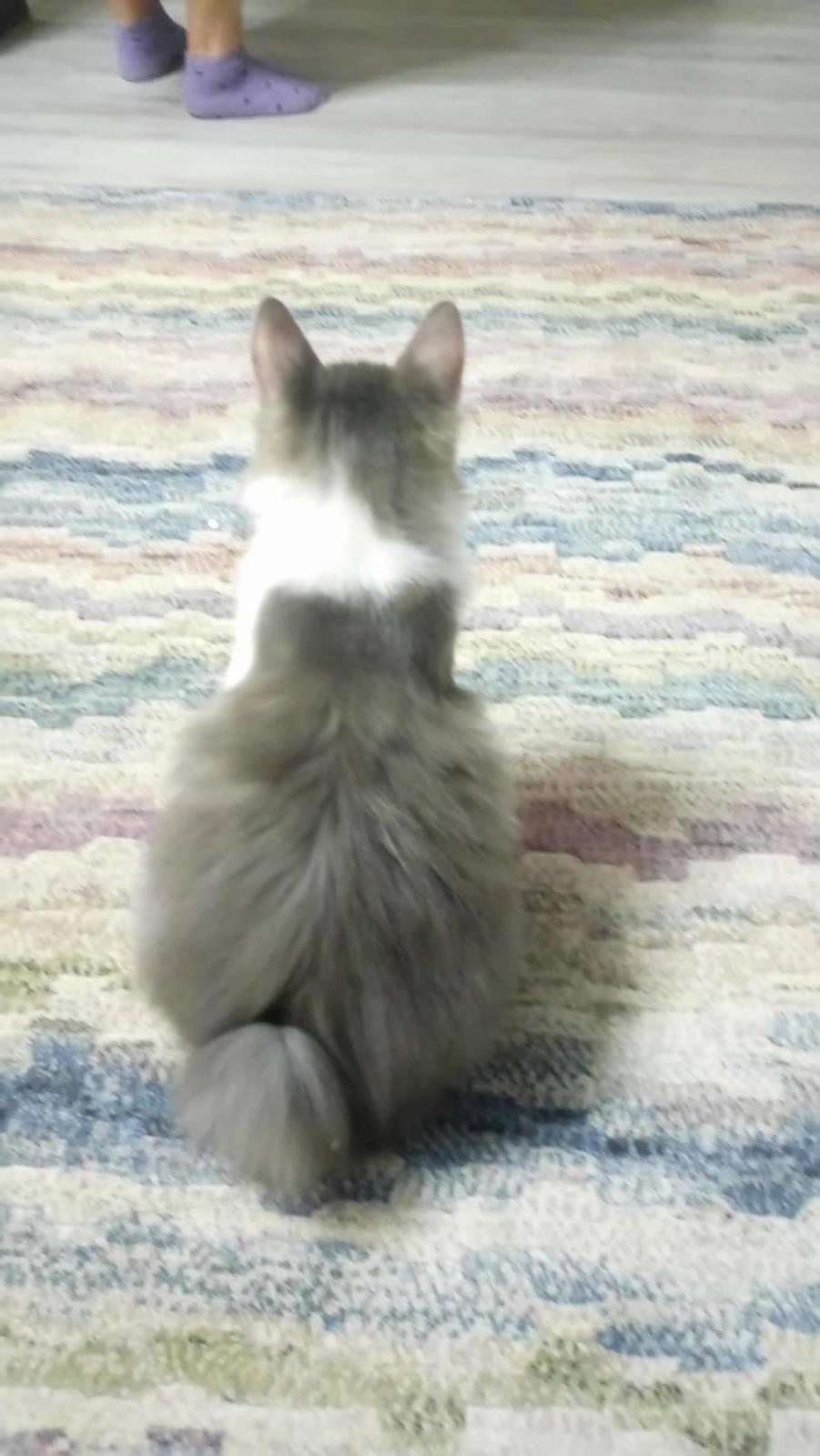 Kurilean Bobtail Yogi - Illaria Blue Bear Grand Pompon RU  billede 9