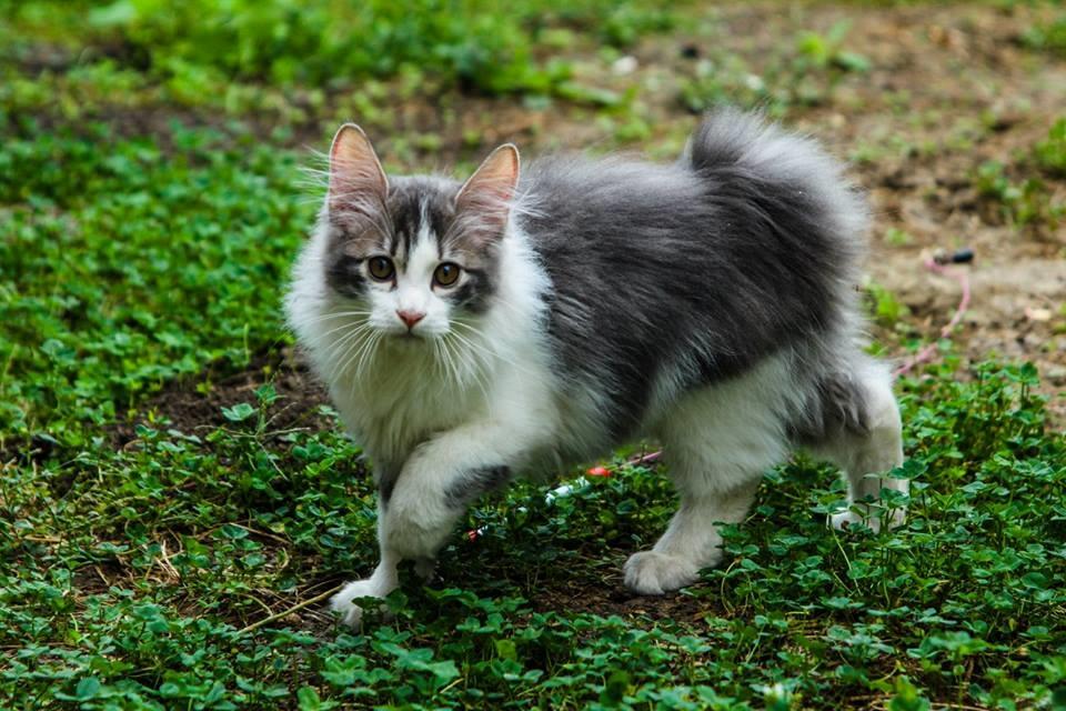 Kurilean Bobtail Yogi - Illaria Blue Bear Grand Pompon RU  billede 11