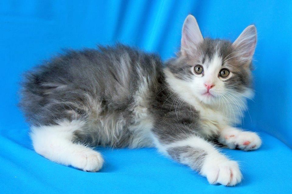 Kurilean Bobtail Yogi - Illaria Blue Bear Grand Pompon RU  billede 12