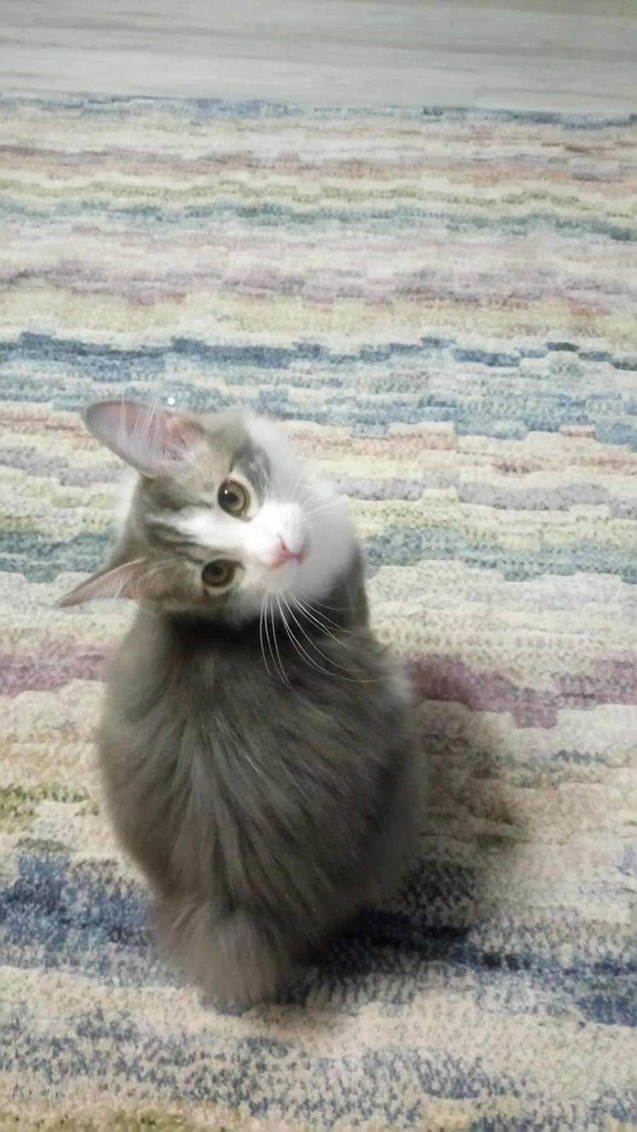 Kurilean Bobtail Yogi - Illaria Blue Bear Grand Pompon RU  billede 10