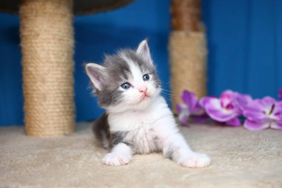 Kurilean Bobtail Yogi - Illaria Blue Bear Grand Pompon RU  billede 13