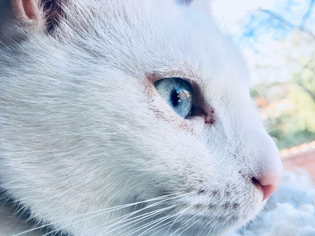 Blanding af racer Melina (hvid kat) billede 21