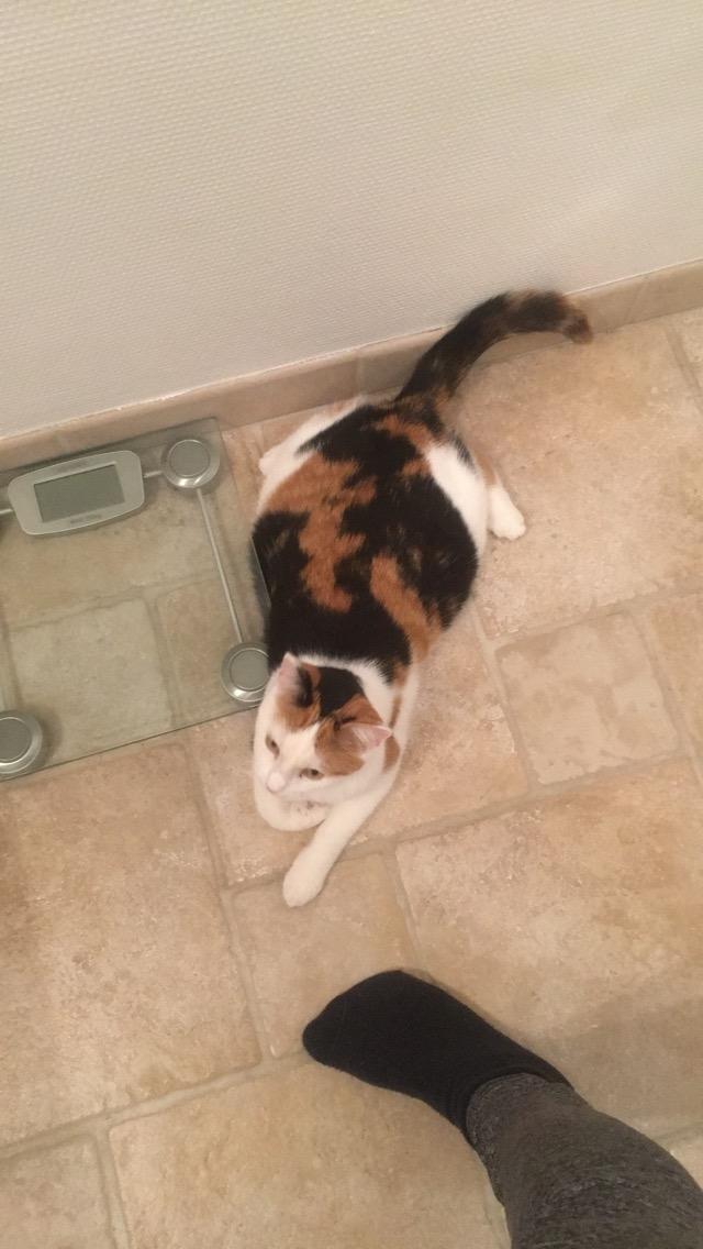 Huskat Gry billede 37