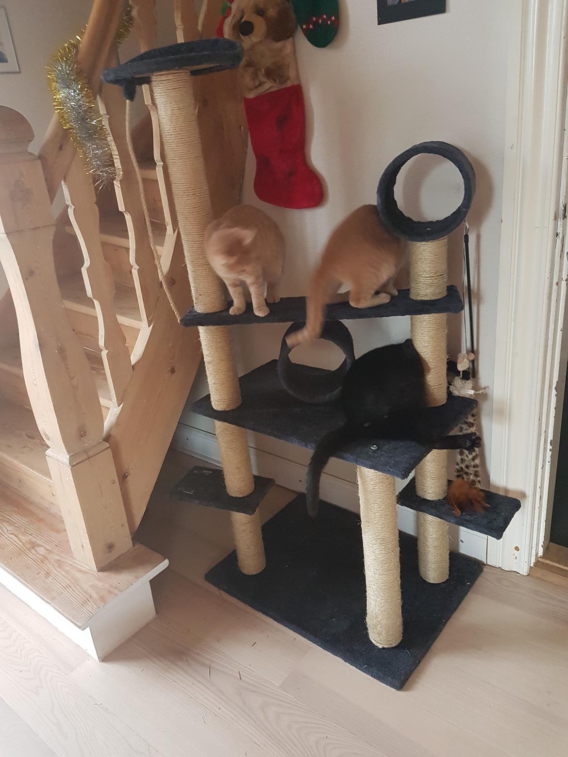 Huskat black jack ( hr jacks) billede 26