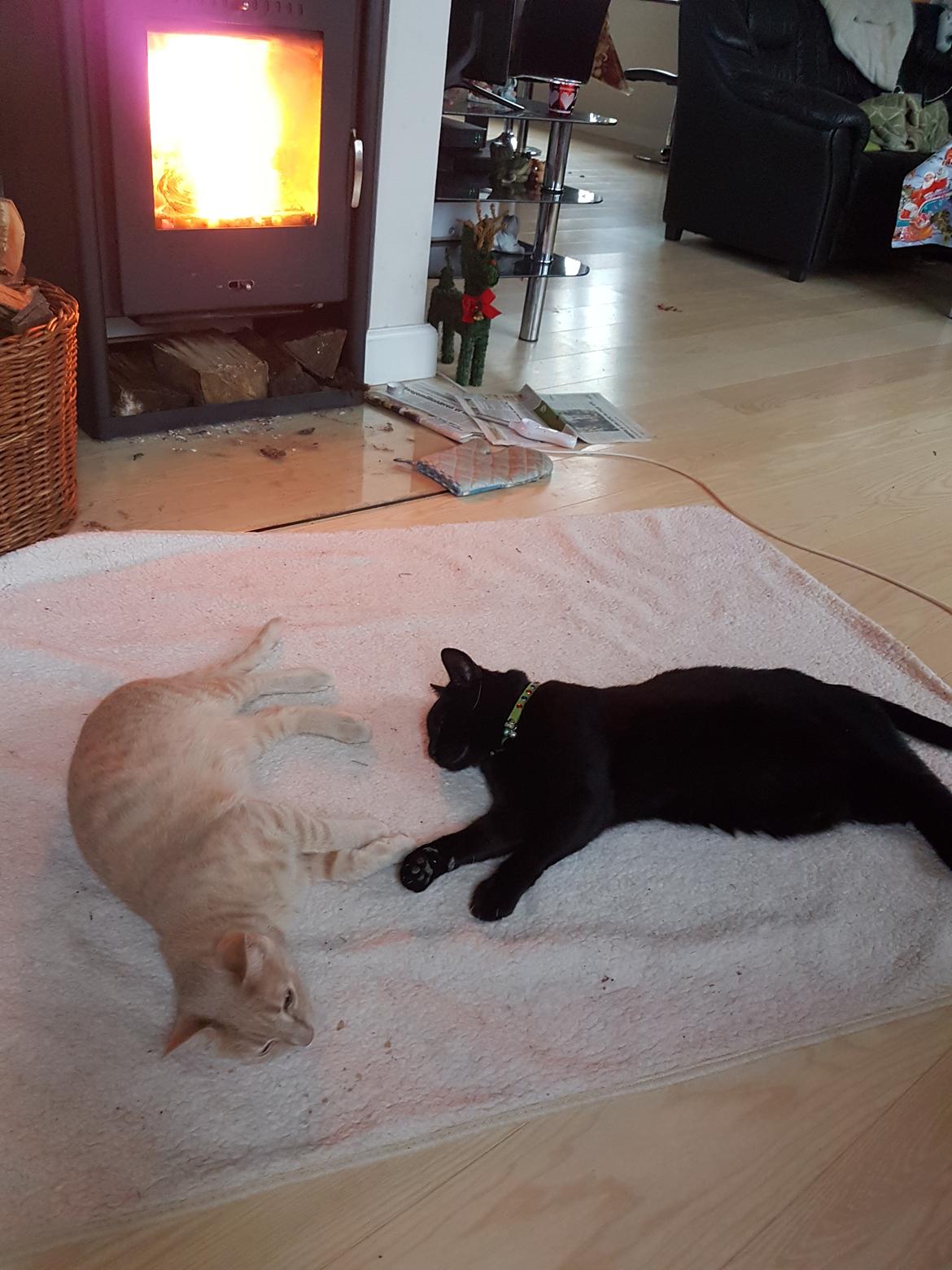 Huskat black jack ( hr jacks) billede 27