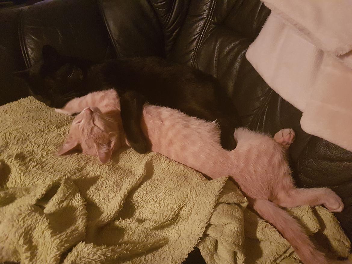 Huskat black jack ( hr jacks) billede 28