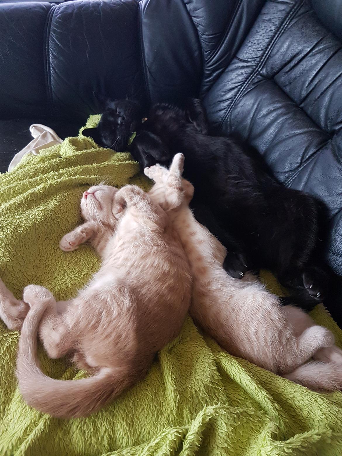 Huskat black jack ( hr jacks) billede 29