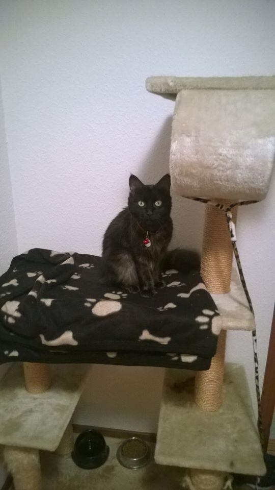 Maine Coon Nala billede 3