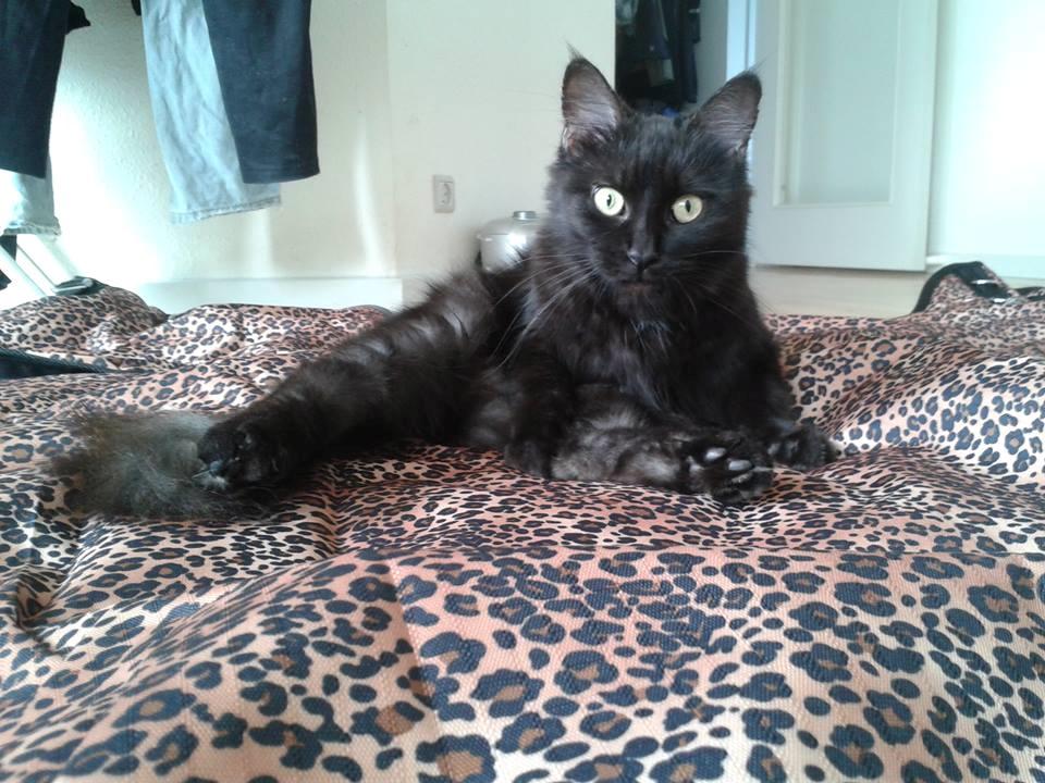 Maine Coon Nala billede 1