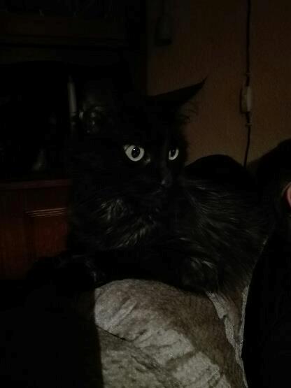 Maine Coon Nala billede 2