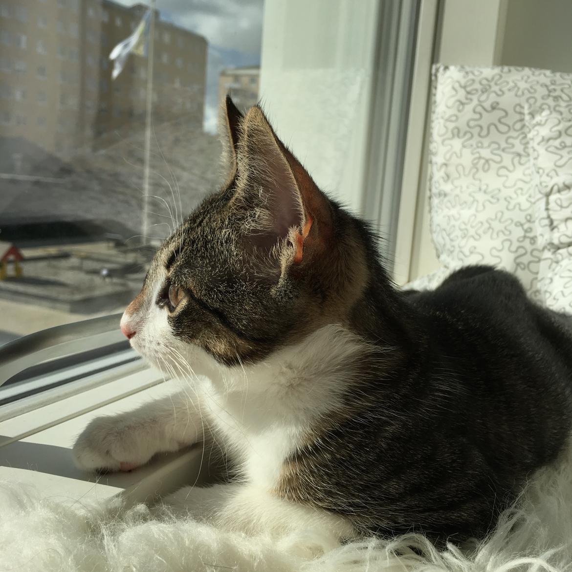 Huskat Mogens billede 6