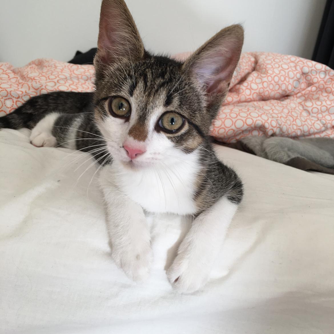 Huskat Mogens billede 2