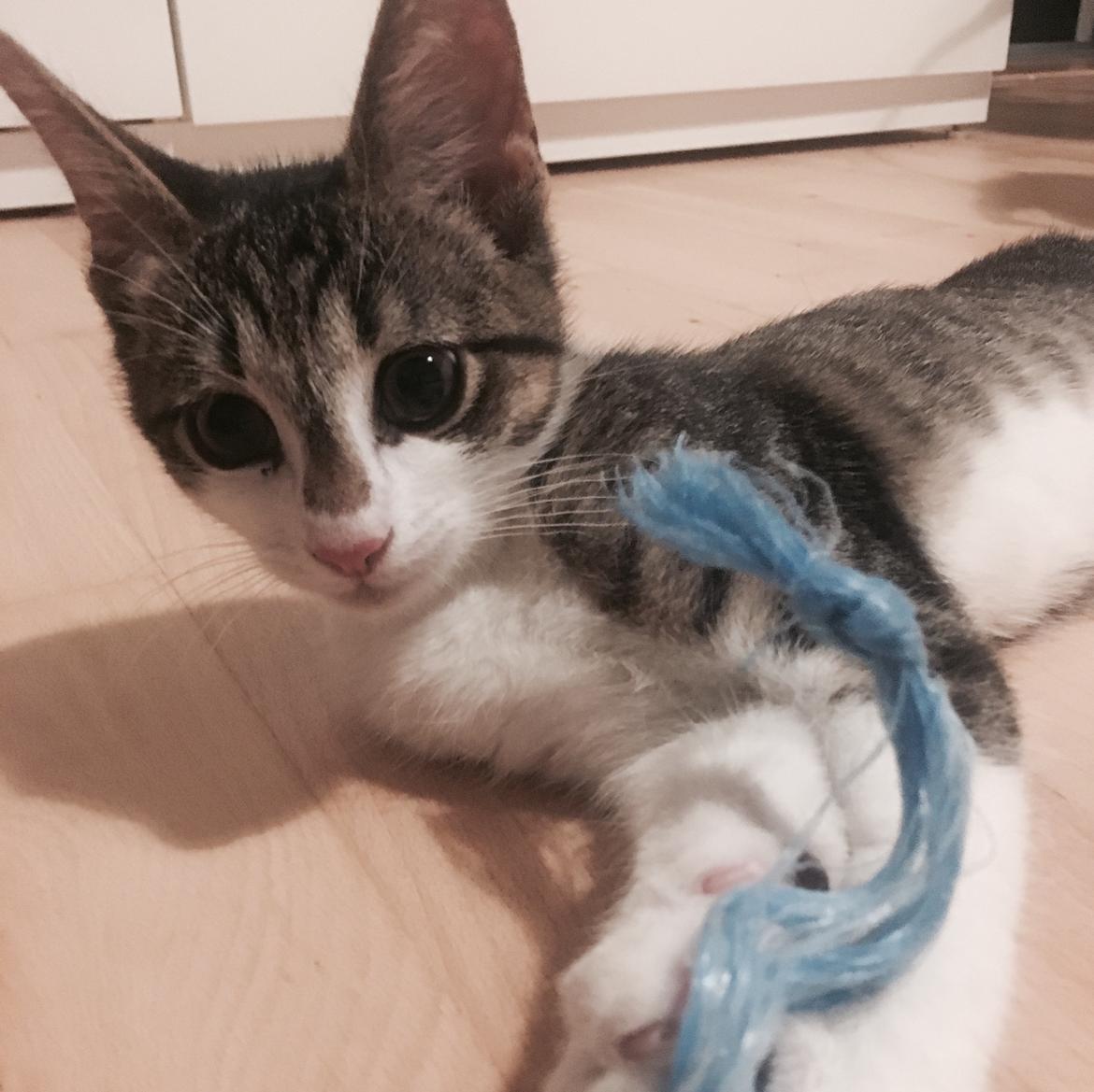 Huskat Mogens billede 3