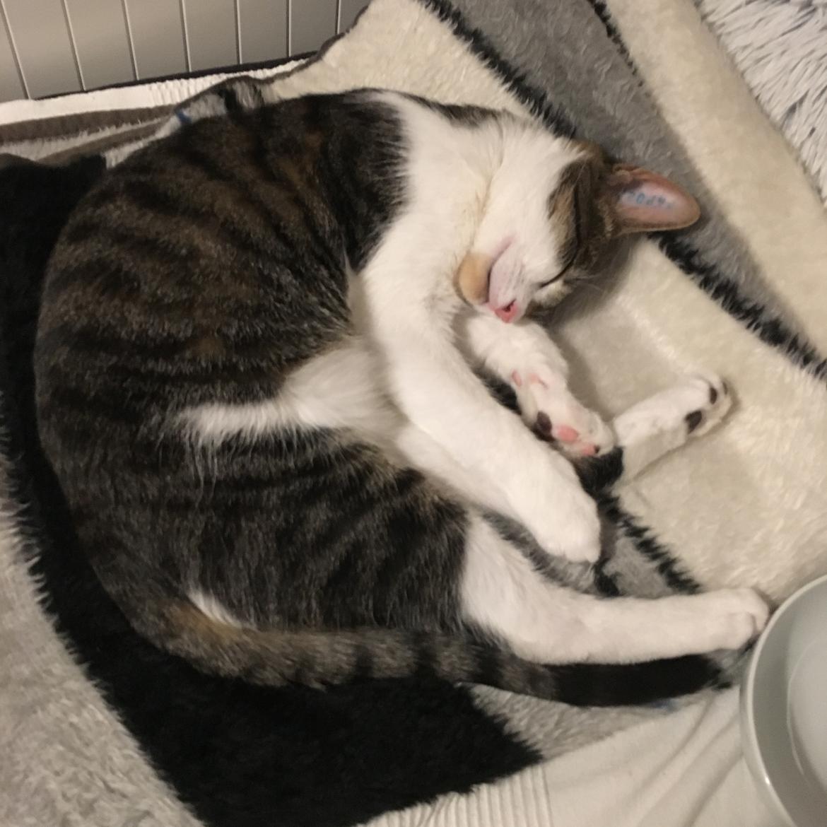 Huskat Mogens billede 4