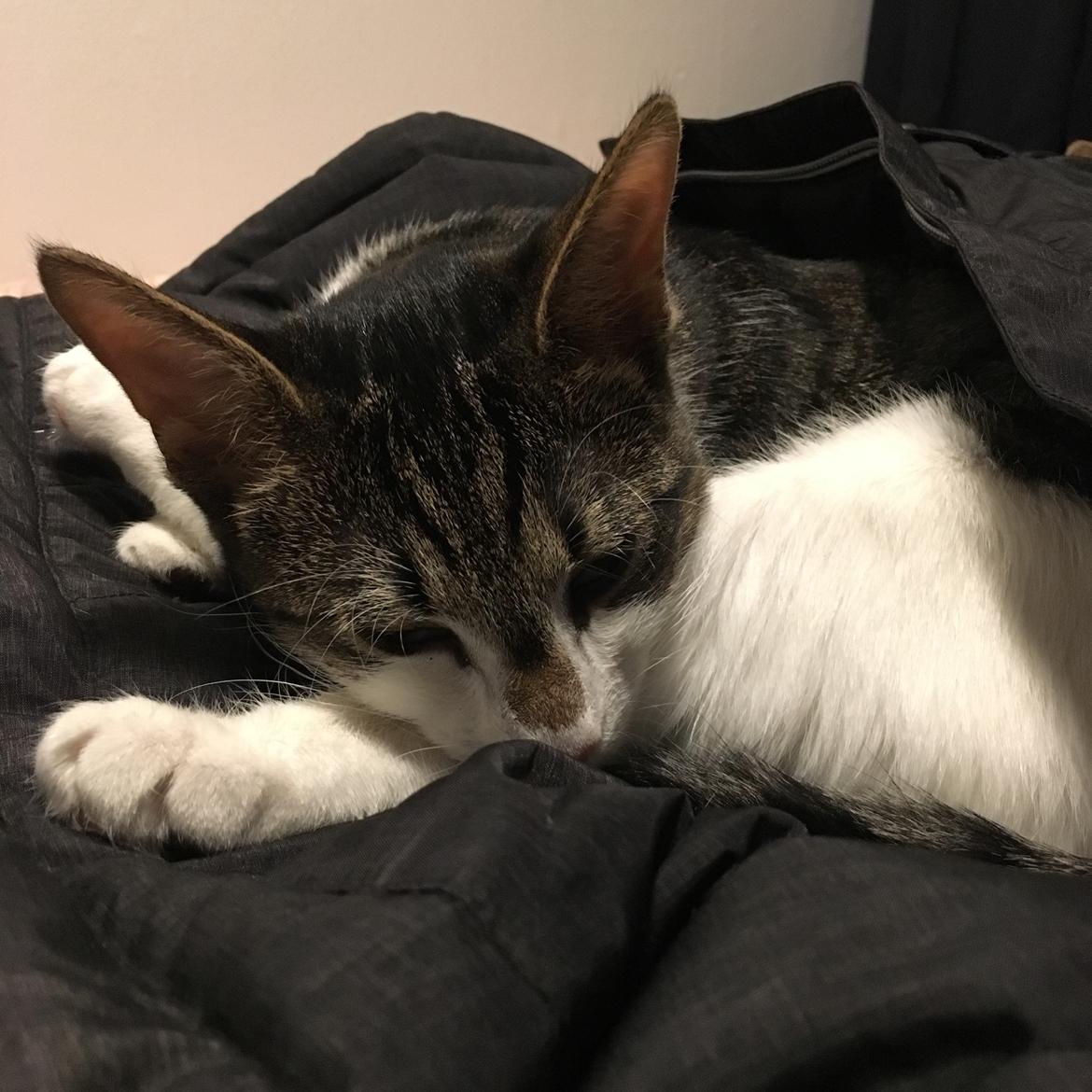 Huskat Mogens billede 5