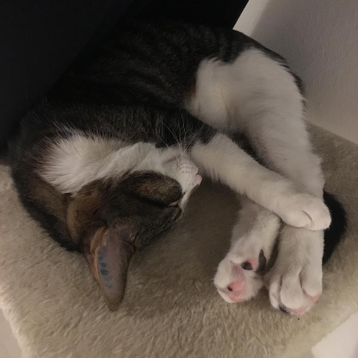 Huskat Mogens billede 7