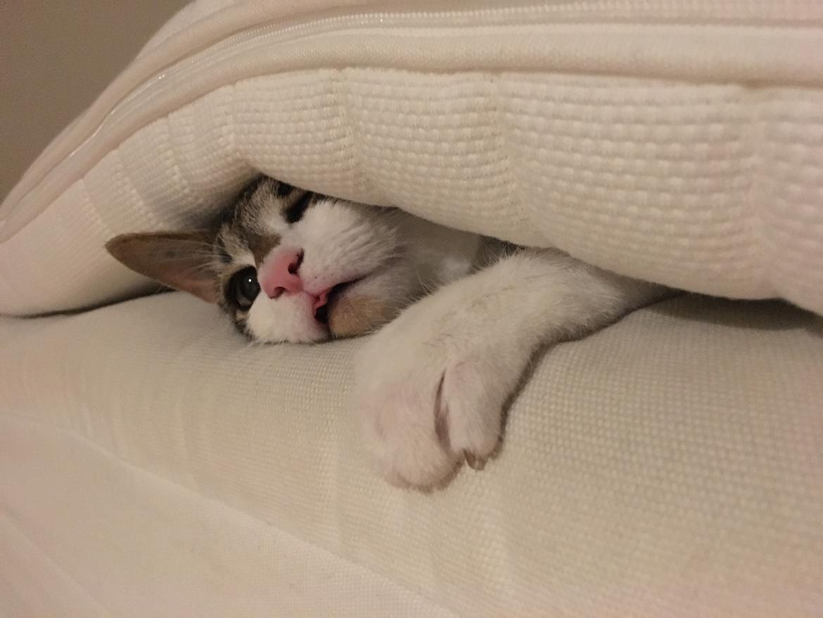 Huskat Mogens billede 8