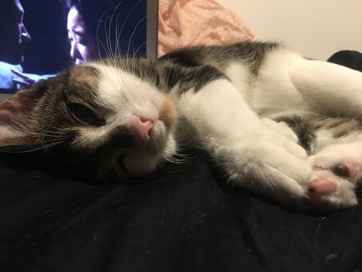 Huskat Mogens billede 9