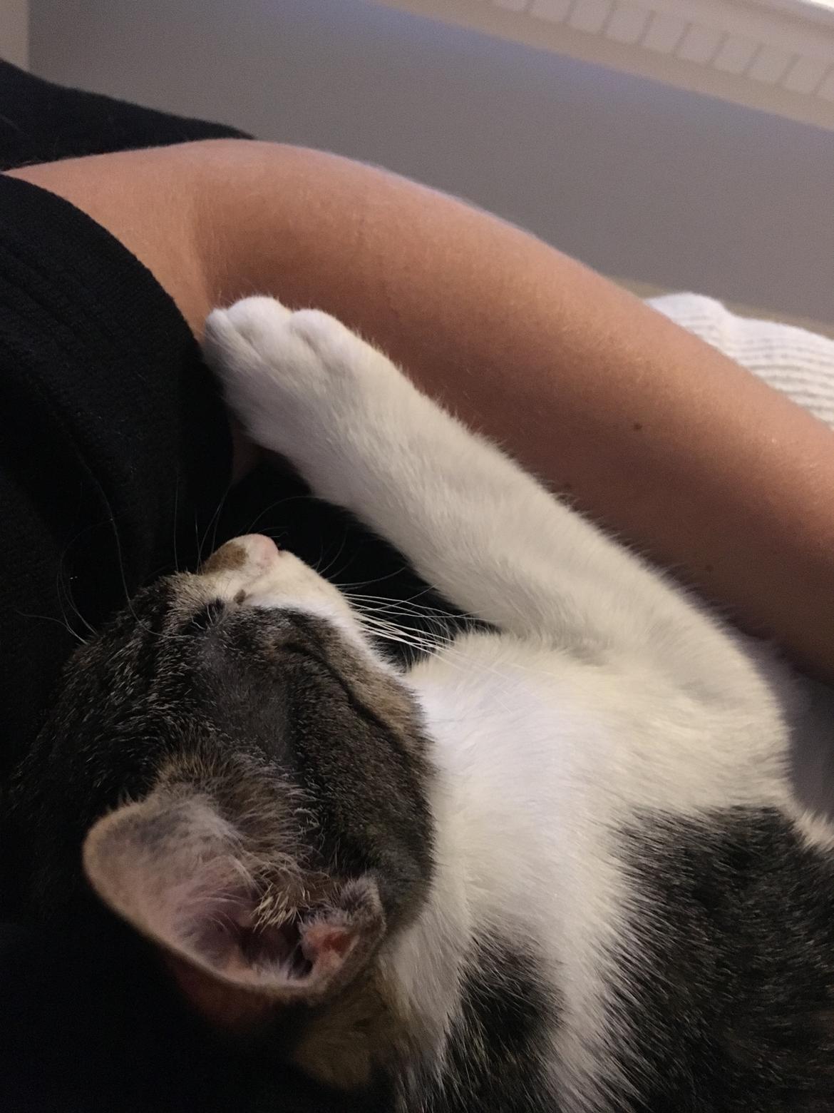 Huskat Mogens billede 10