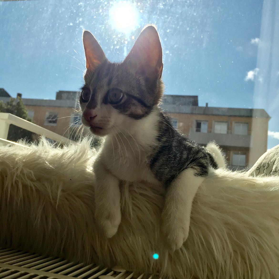 Huskat Mogens billede 1