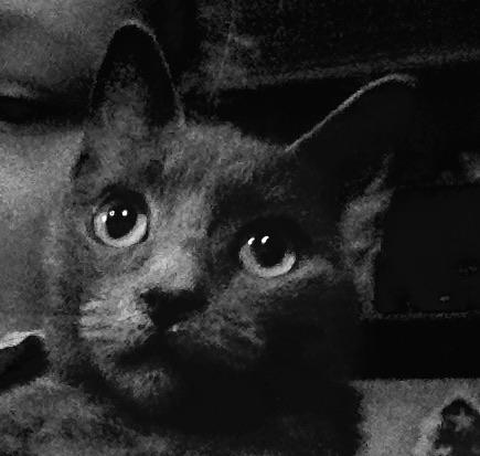 Huskat Pjevs billede 3