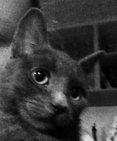 Huskat Pjevs billede 5