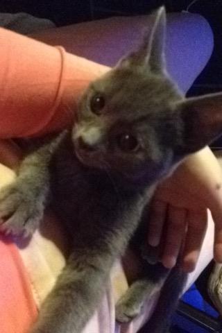 Huskat Pjevs billede 8