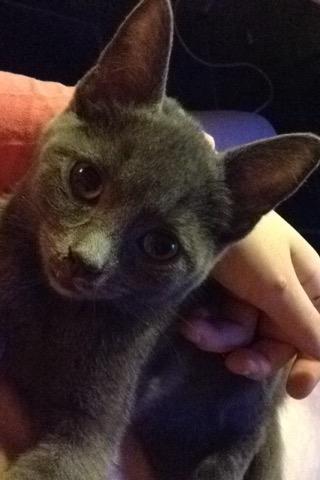 Huskat Pjevs billede 9