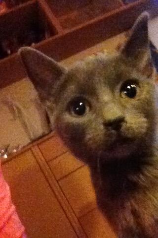 Huskat Pjevs billede 10