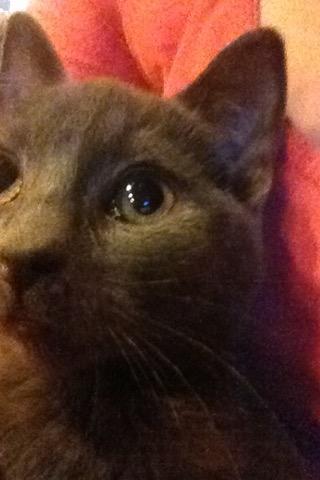 Huskat Pjevs billede 11