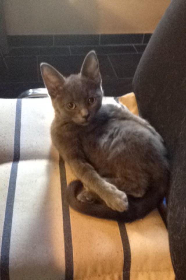 Huskat Pjevs billede 13