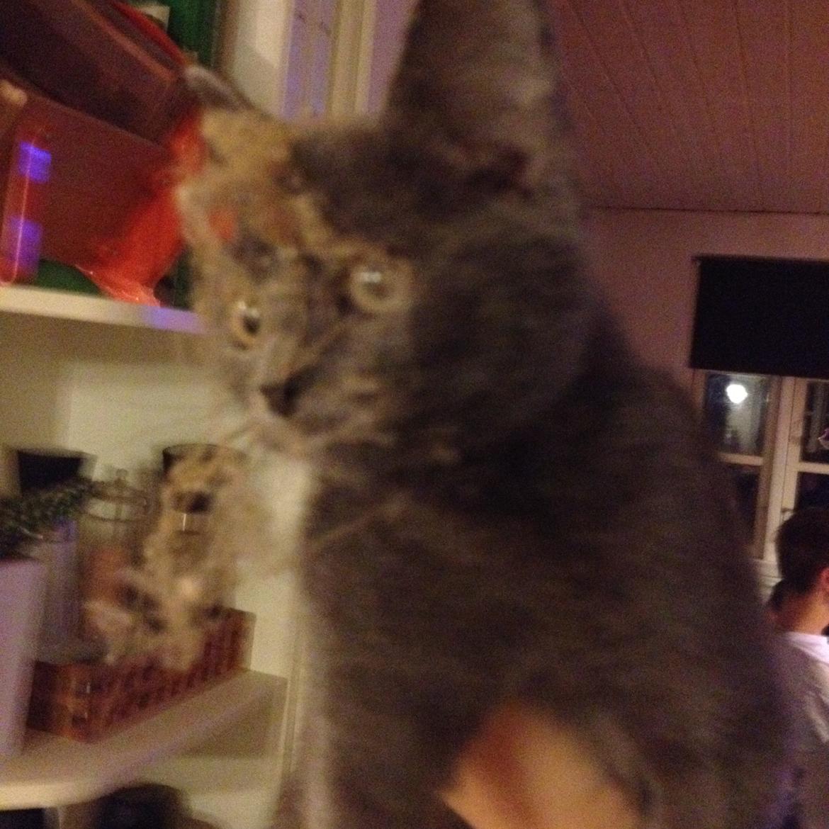 Huskat Pjevs billede 12