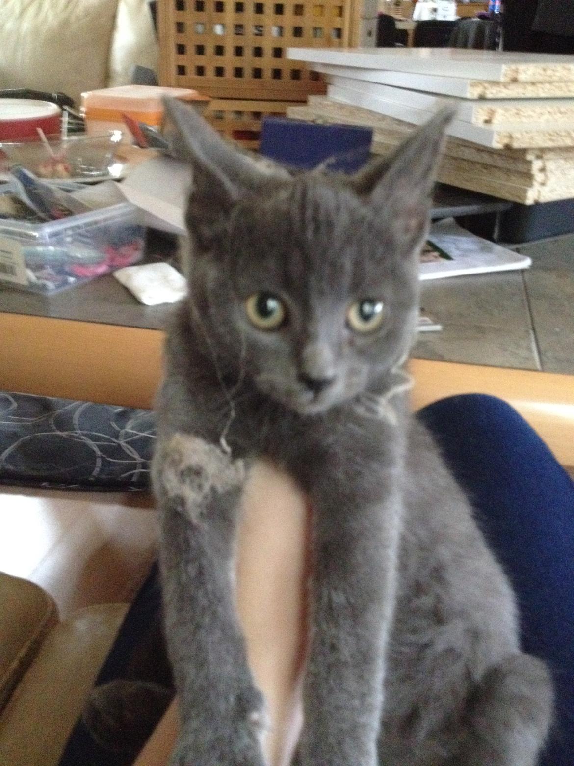 Huskat Pjevs billede 14