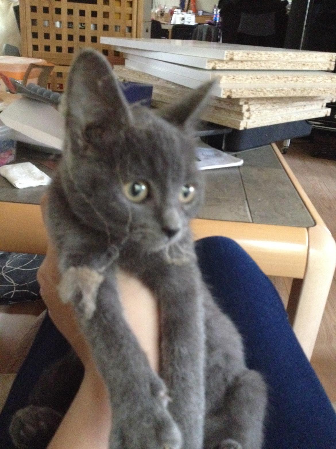 Huskat Pjevs billede 15