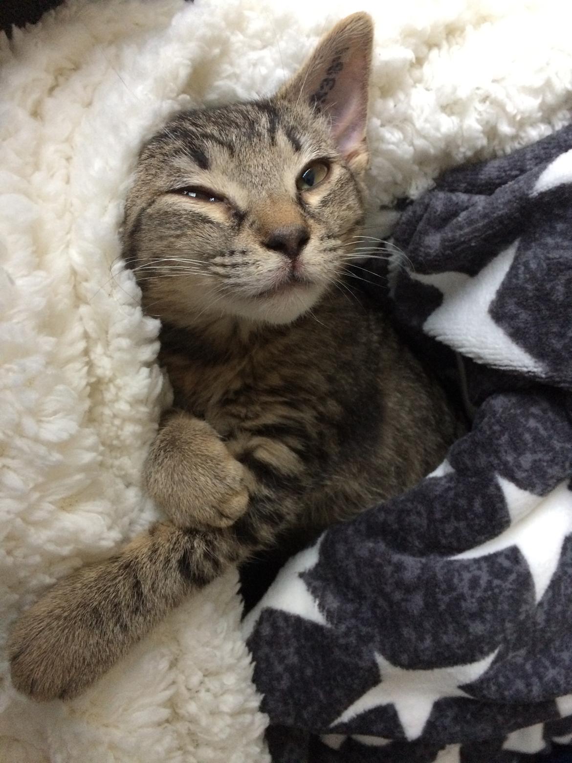 Huskat Ebba billede 1