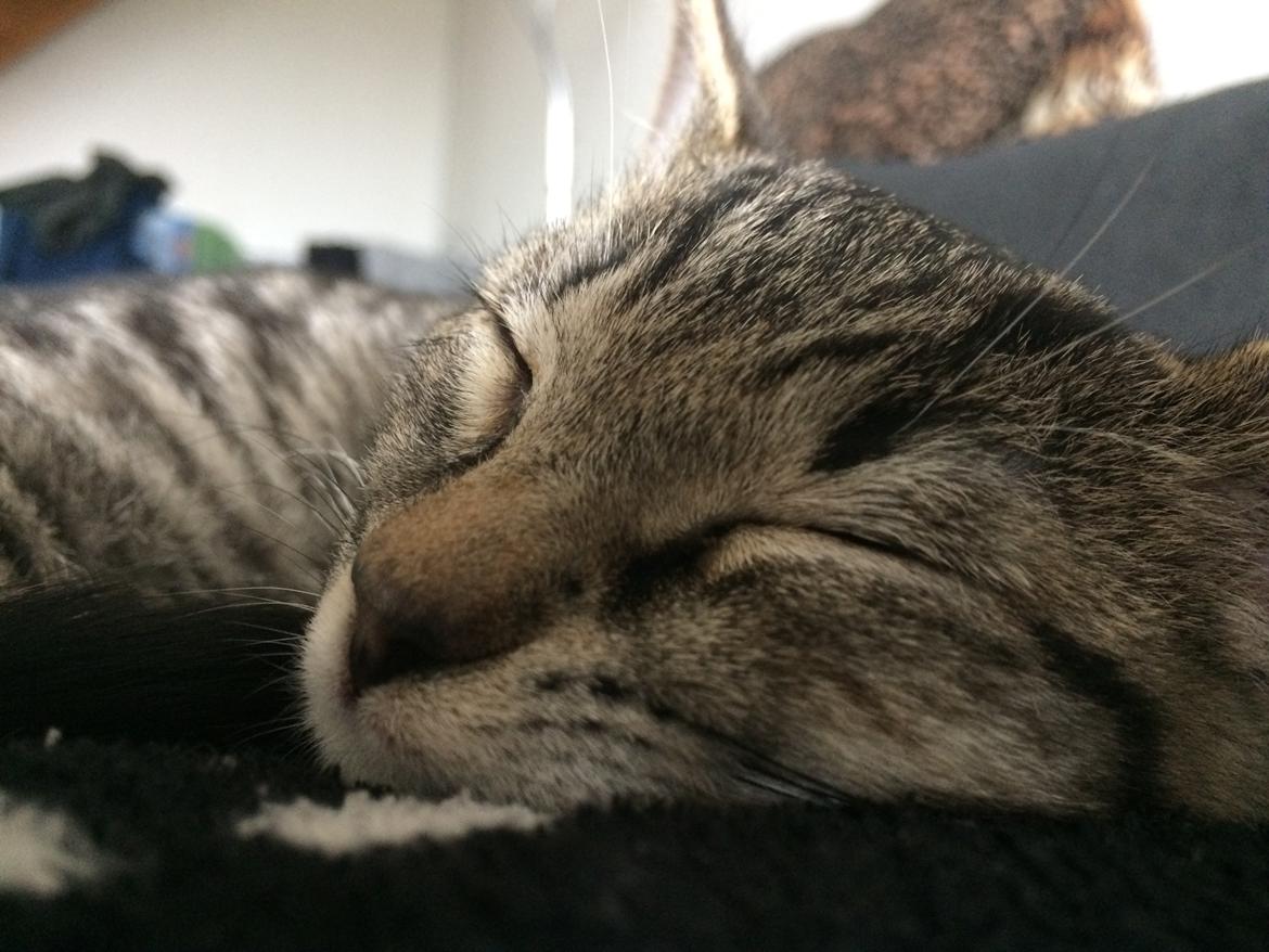 Huskat Ebba billede 2