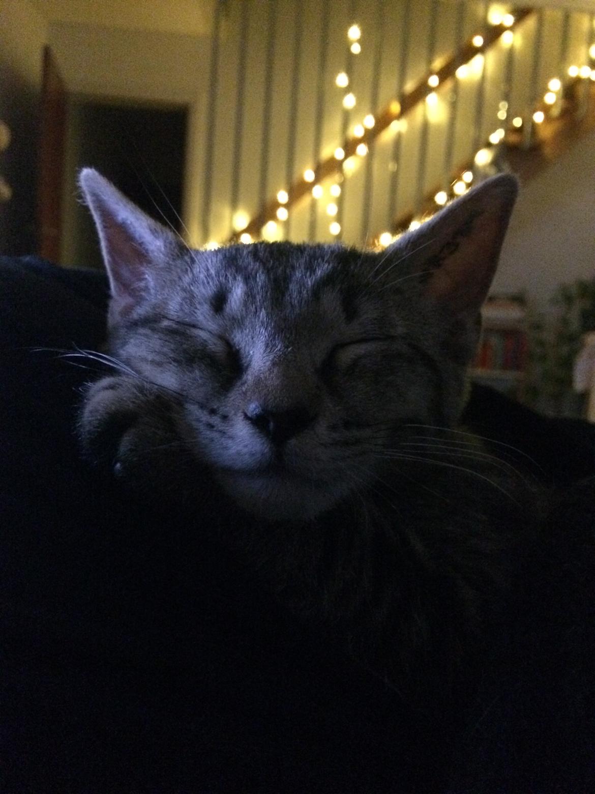 Huskat Ebba billede 3