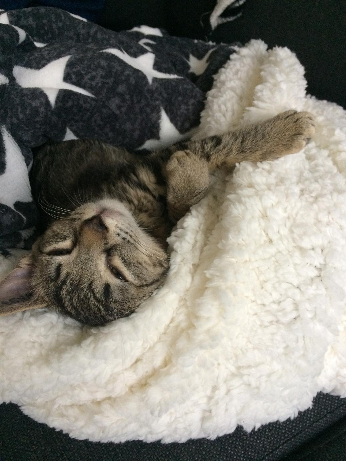 Huskat Ebba billede 6