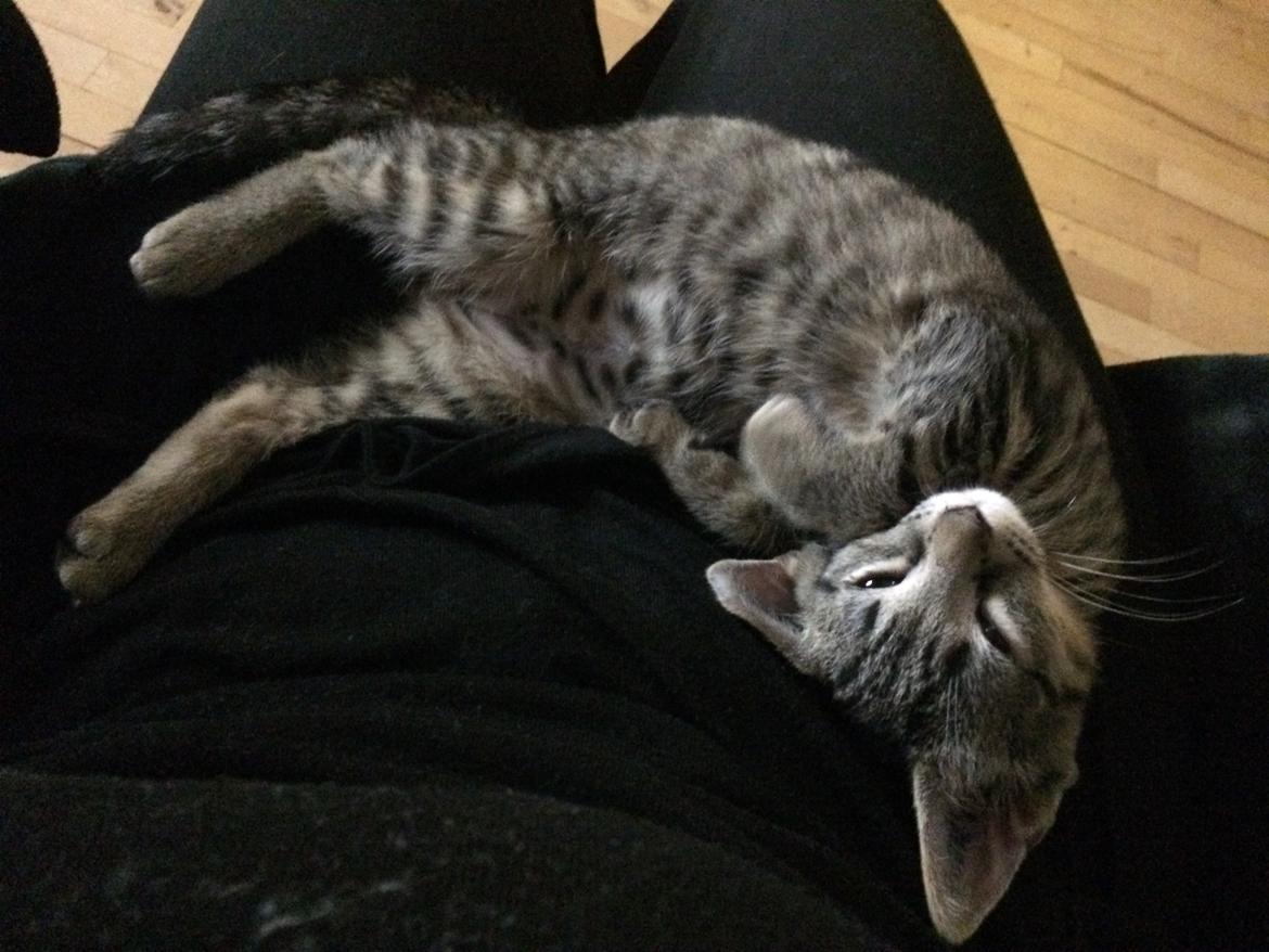 Huskat Ebba billede 4