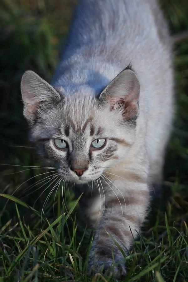 Huskat Ming billede 2