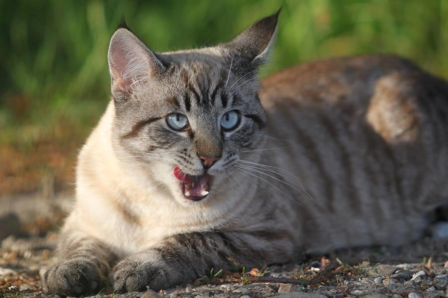 Huskat Ming billede 4