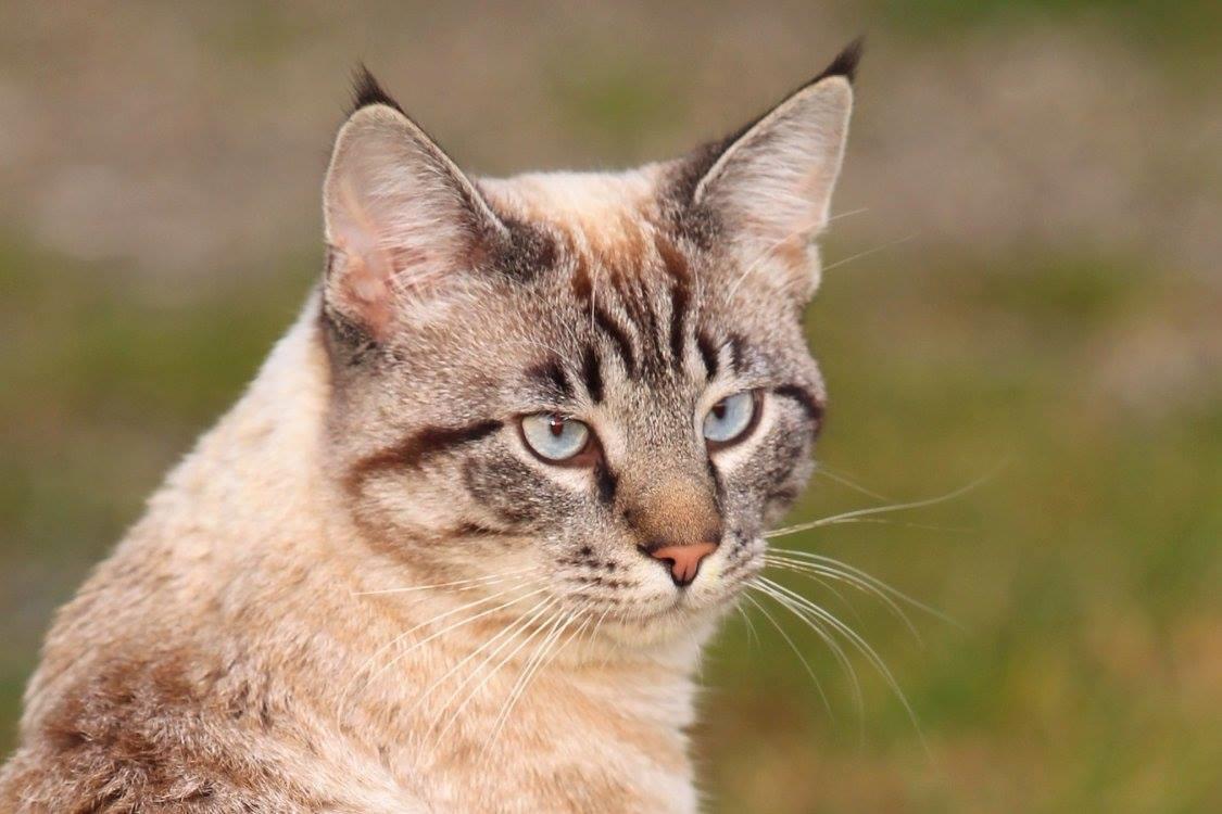 Huskat Ming billede 5