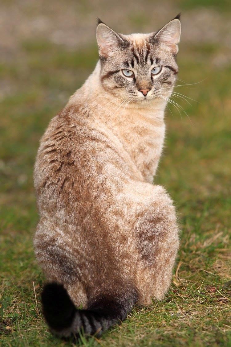 Huskat Ming billede 6