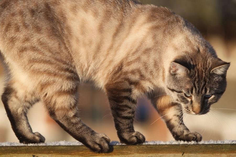 Huskat Ming billede 8