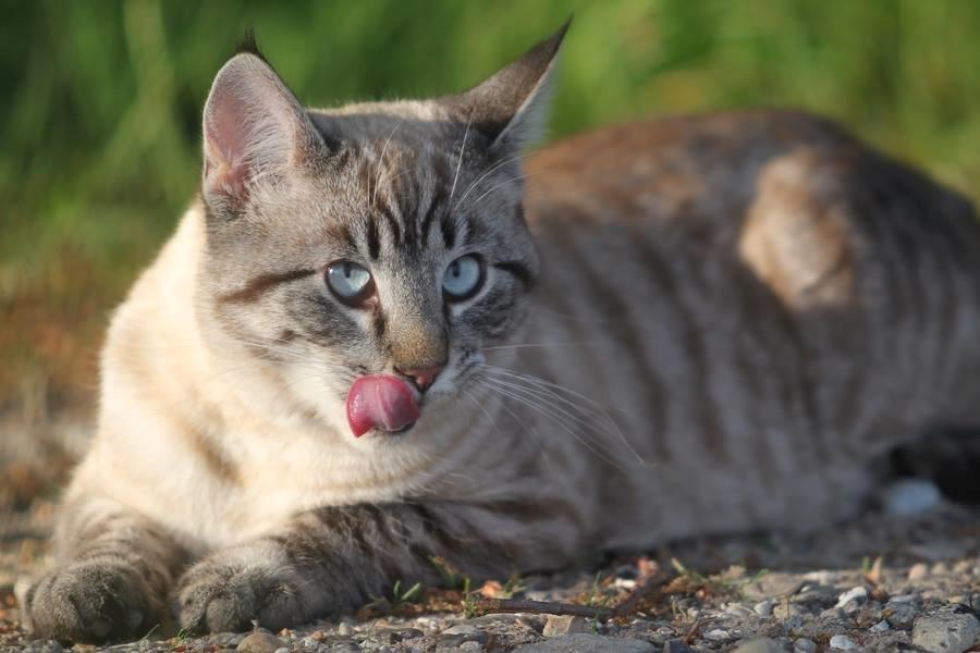 Huskat Ming billede 3