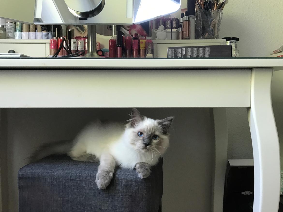 Ragdoll Phoebe billede 3